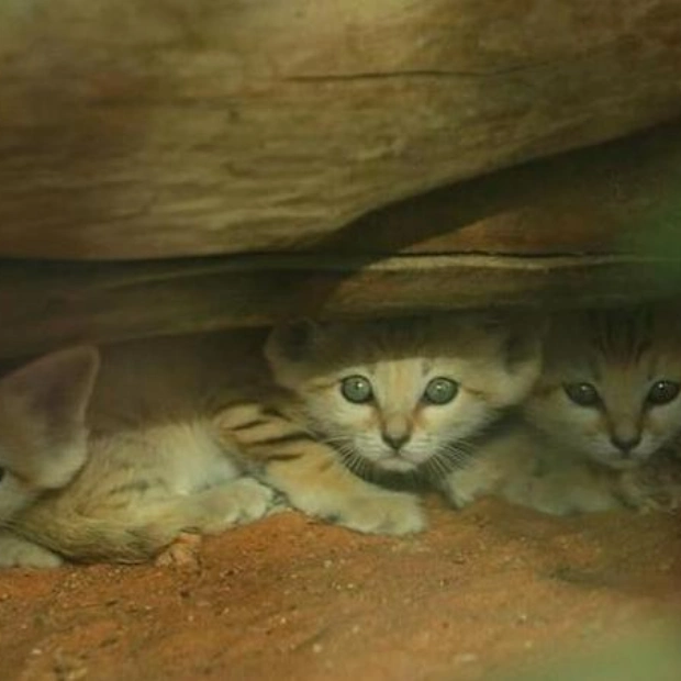 Новорожденные барханные котята в зоопарке Аль-Айна: успех и надежда