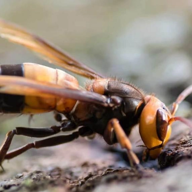 Colossal Hornets Invade Europe for the First Time