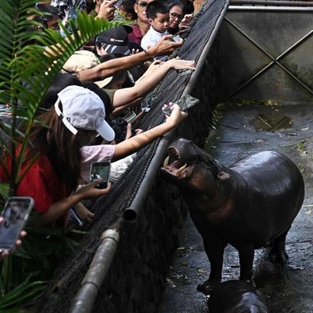 Moo Deng: The Pygmy Hippo's Viral Rise and Conservation Impact