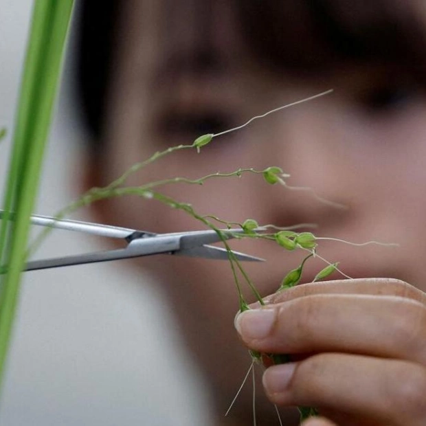 Japan Turns to Heat-Resistant Rice to Combat Supply Shortages