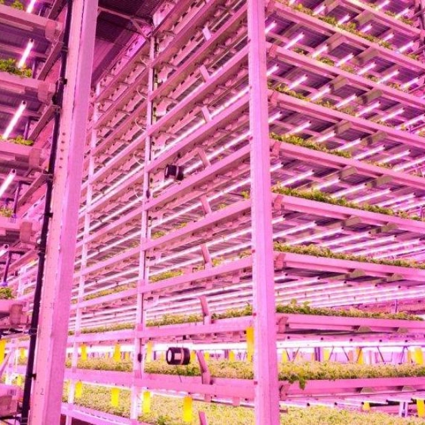 Smart Lighting Could Cut Vertical Farming Costs