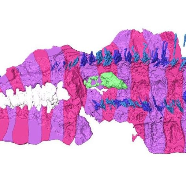 New Fossils Reveal Secrets of Ancient Giant Millipede