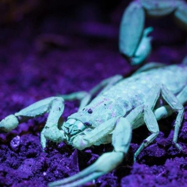 Discovering the Hidden Glow of Halloween Creepy Crawlers