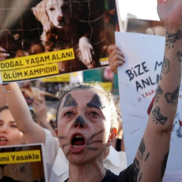 Turkey Enacts Law to Confine Stray Dogs Despite Protests