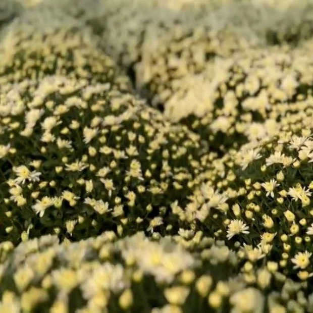 Iași Transformed with Chrysanthemums for Saint Paraskeva