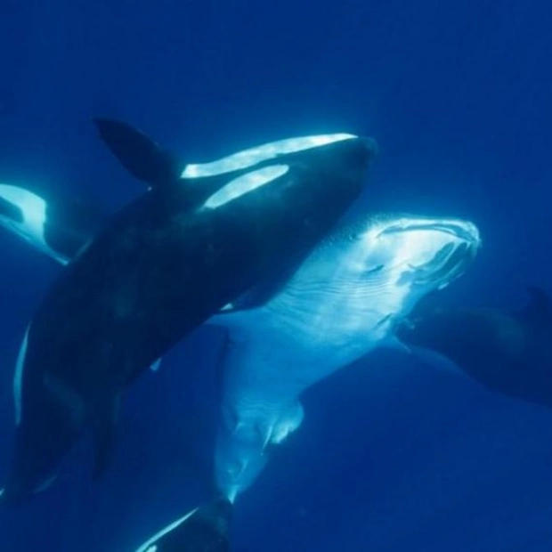 Orcas' Unlikely Feat: Hunting Massive Whale Sharks