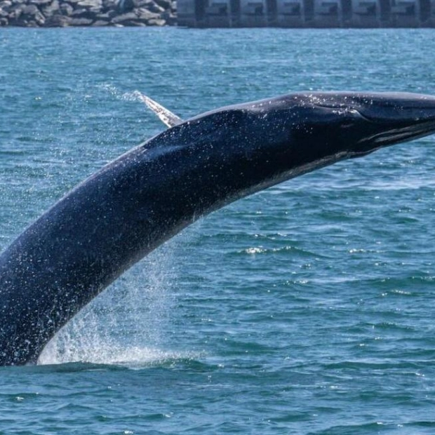 Bryde’s Whale Successfully Guided Back to Migration Path