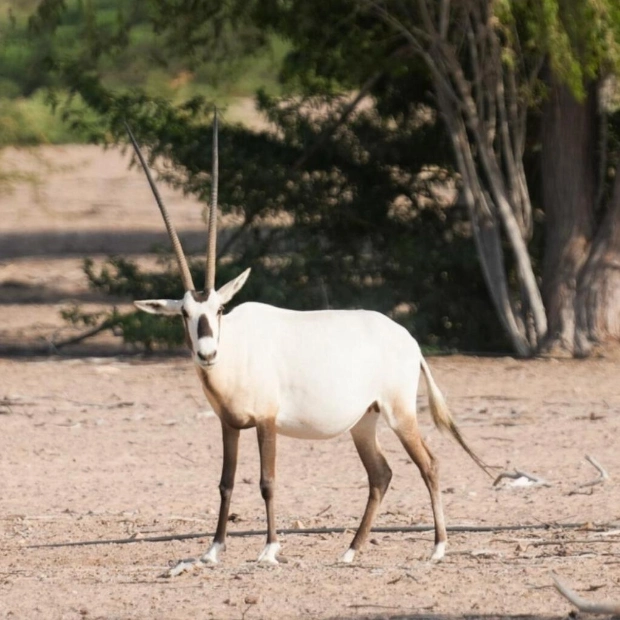 Escape the Office Blues: UAE's Best Animal Encounters