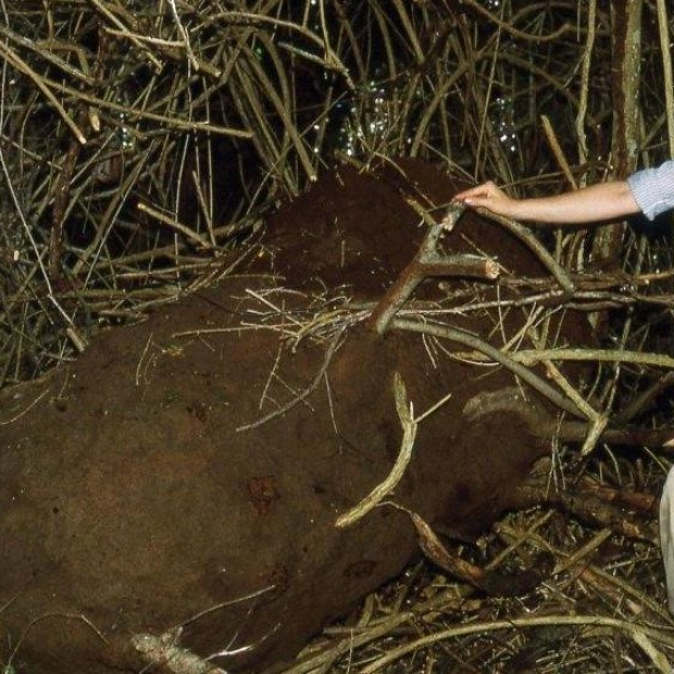 Pioneering Black Entomologist: Margaret S. Collins