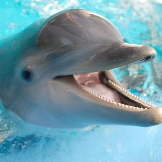 Do Dolphins Really Smile? New Study Offers Clues