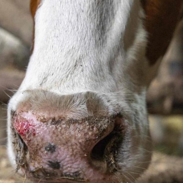 Bluetongue Disease Spreads in Europe: Impact on Livestock