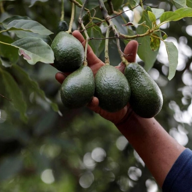 Bulldozers Dig for 'Green Gold' Amid Avocado Farming Crisis