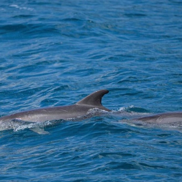 Dolphins Thrive in Istanbul's Bosphorus Strait Despite Urban Challenges