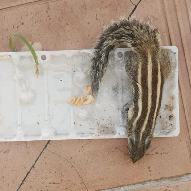 UAE Residents Seek Solutions to Squirrel Incursion in Residential Areas