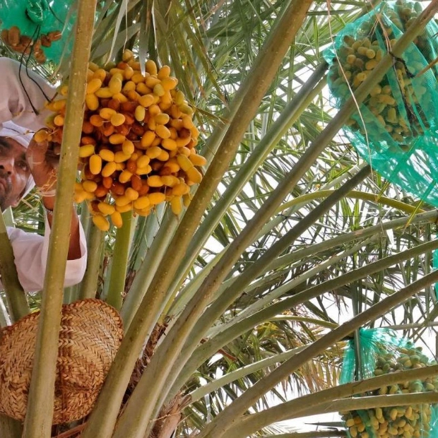 UAE's Agricultural Resilience: Overcoming Desert Challenges