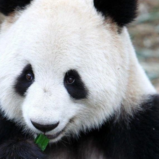 New Hope for Giant Panda Conservation