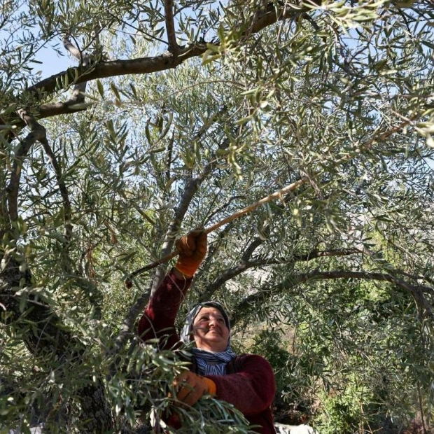 Olive Harvest in War-Torn Lebanon