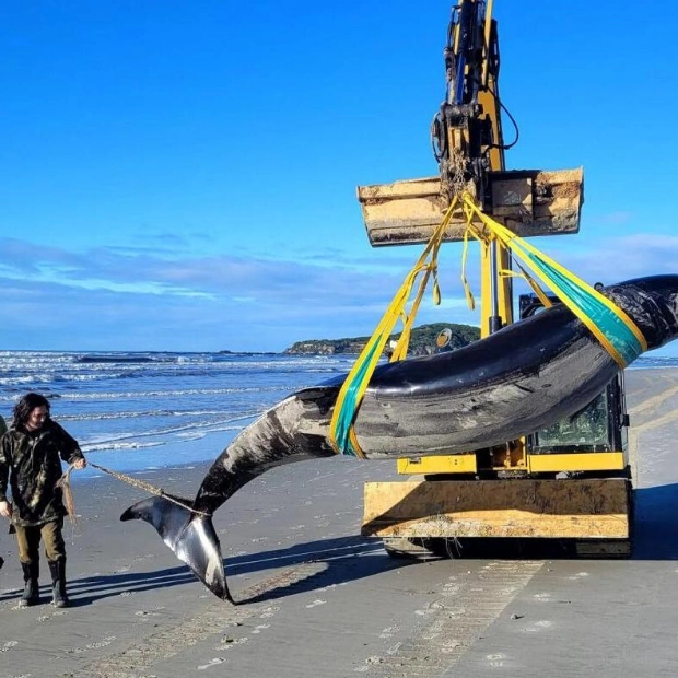 Rare Spade-toothed Whale Washes Ashore in New Zealand