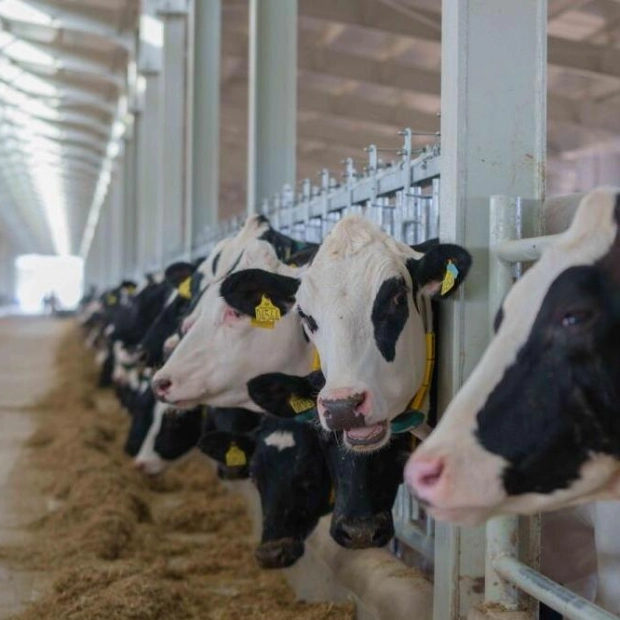 Cooling Comfort: Mleiha Dairy Farm's Advanced Cow Care
