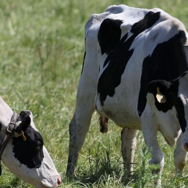 US States Lead Efforts in Managing Avian Flu Outbreak in Dairy Cattle