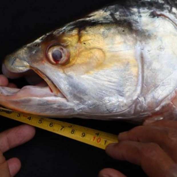 Mekong Ghost Fish: No Longer a Myth