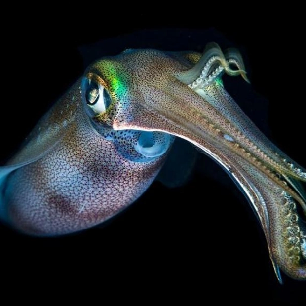 Needle-Free Drug Delivery Inspired by Squids