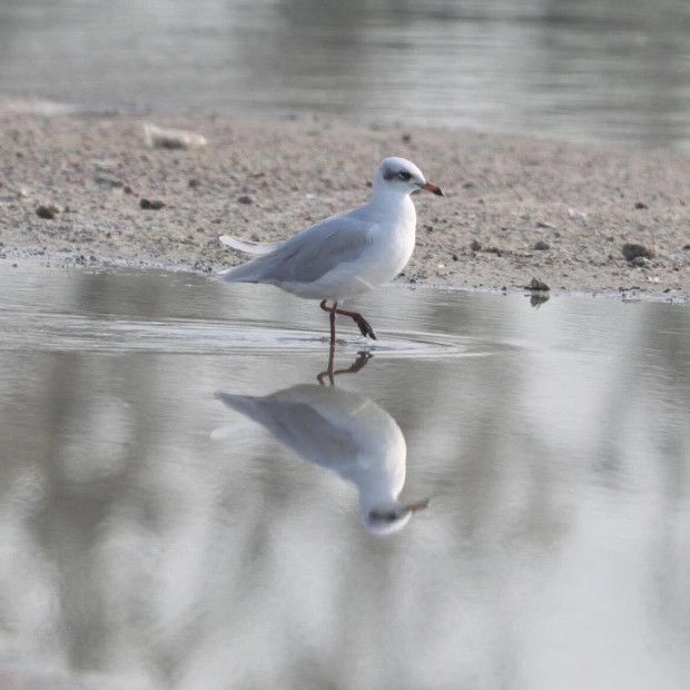 Rare Mediterranean Gull Spotted in Dubai's Wildlife Sanctuary