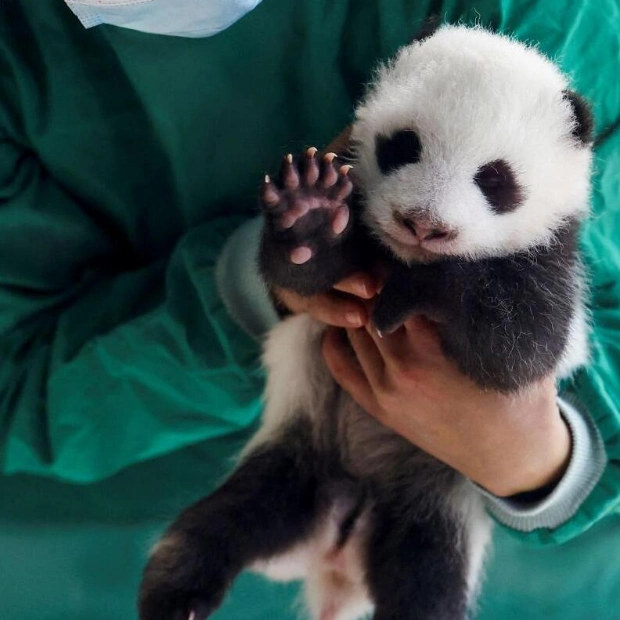 Pandas Bao Li and Qing Bao Arrive in Washington