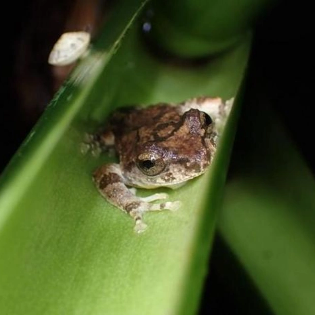 Tadpoles' Unique Strategy: No Poop for Weeks