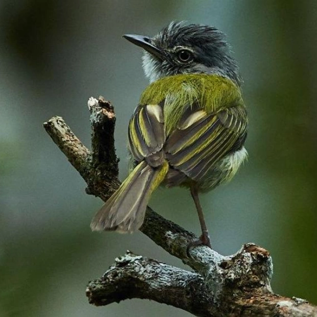 Fungal Defense: Birds Outsmart Ants with Offensive Fungus