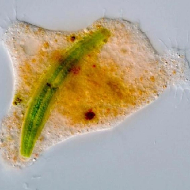 New Microbial Predator Discovered in German Waters