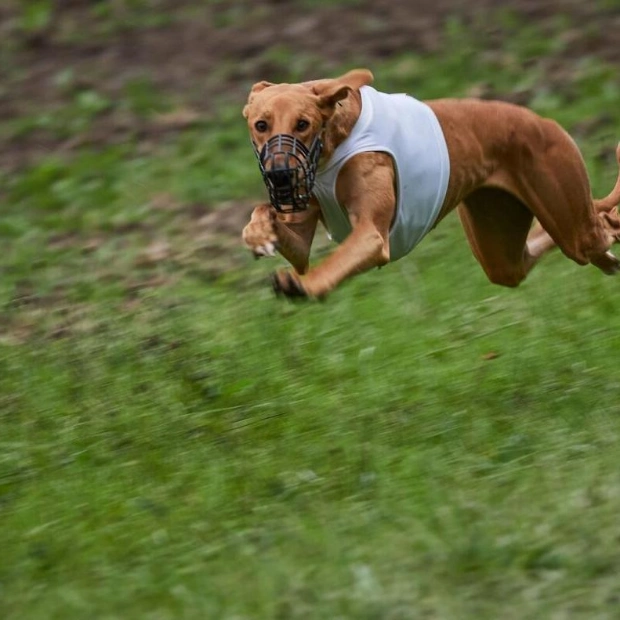 New Zealand Proposes Ban on Greyhound Racing from 2026