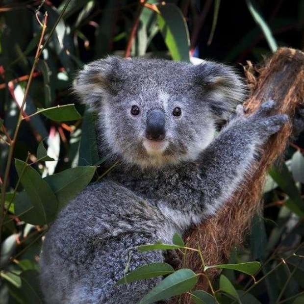 New Technique 'Sniffs' Out Koalas in the Wild