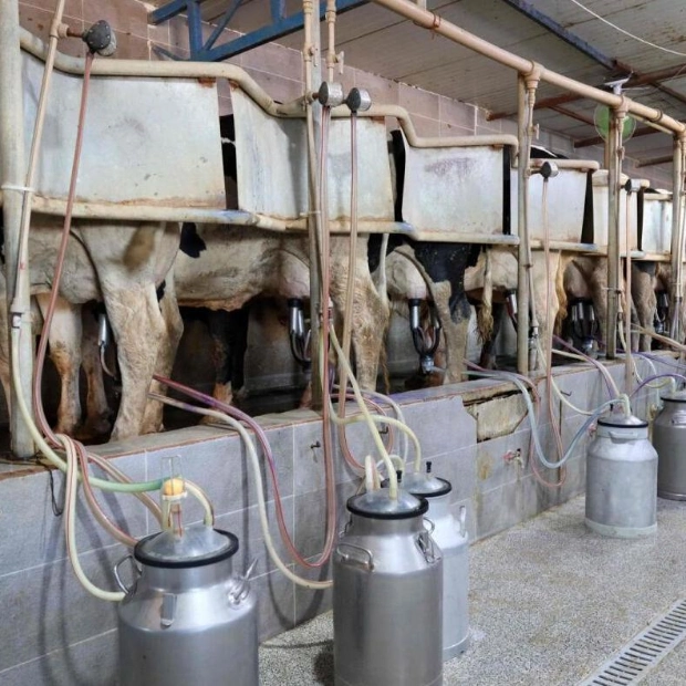 Foot-and-Mouth Disease Ravages Libyan Dairy Farms