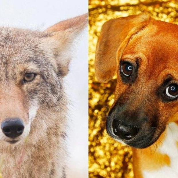 Coyotes Share Puppy-Eye Muscles with Dogs