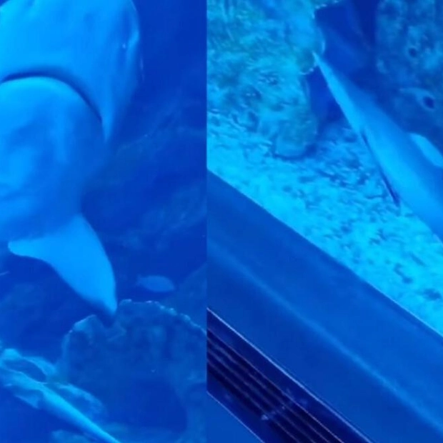 Dubai Aquarium Shares Magical Moment of Baby Shark's Birth