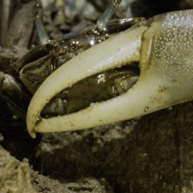 Climate Change and the Unexpected Arrival of Fiddler Crabs in New England