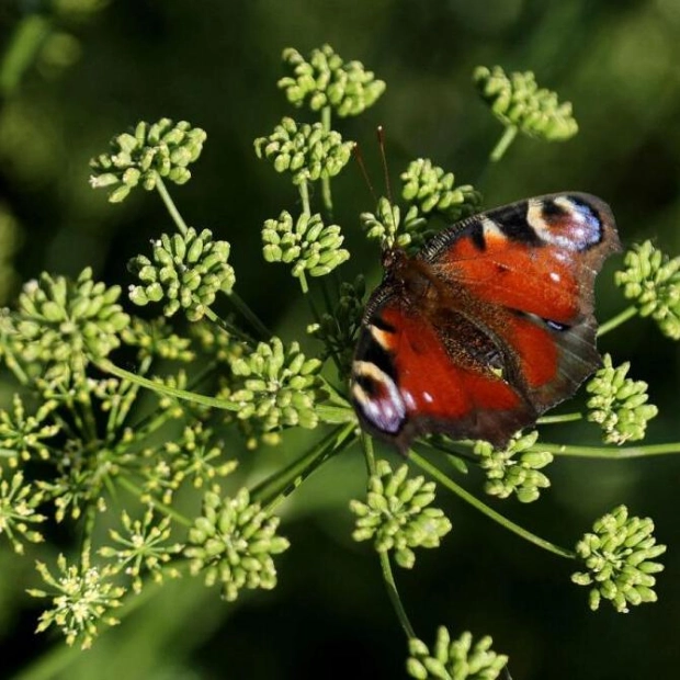 New EU Conservation Law Aims to Restore Natural Habitats