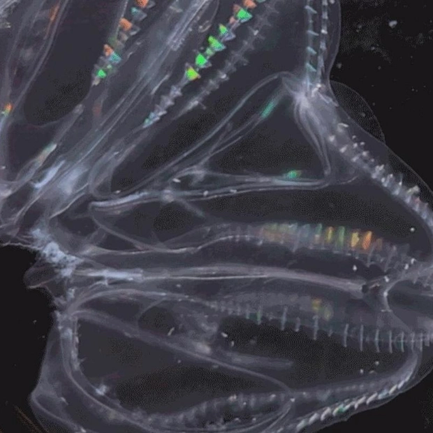 Sea Jellies Merge Bodies and Sync Functions