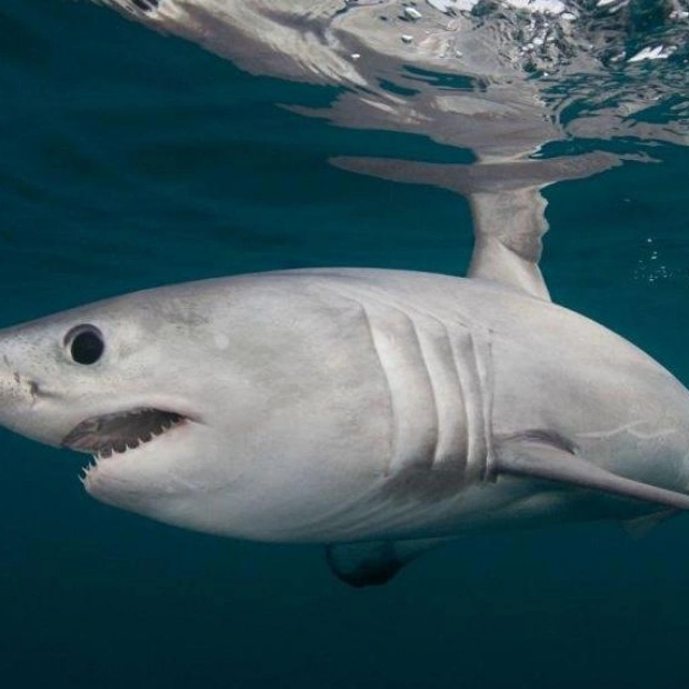 First Documented Case of Adult Porbeagle Preyed Upon by Great White Shark