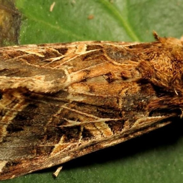 Moths Use Plant Sounds to Choose Egg-Laying Sites