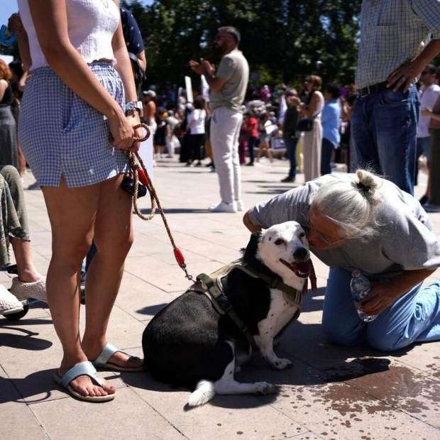 Turkey's Parliament Approves Law to Collect Stray Dogs and Place Them in Shelters