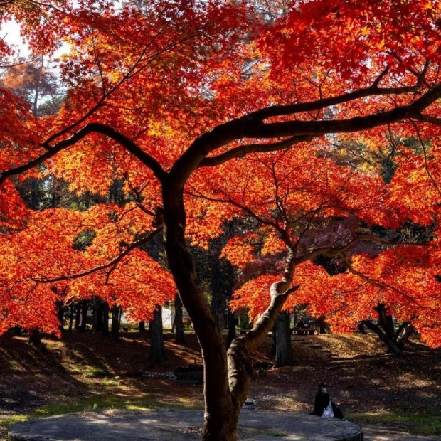 Japan's Warmest Autumn Delays Seasonal Foliage