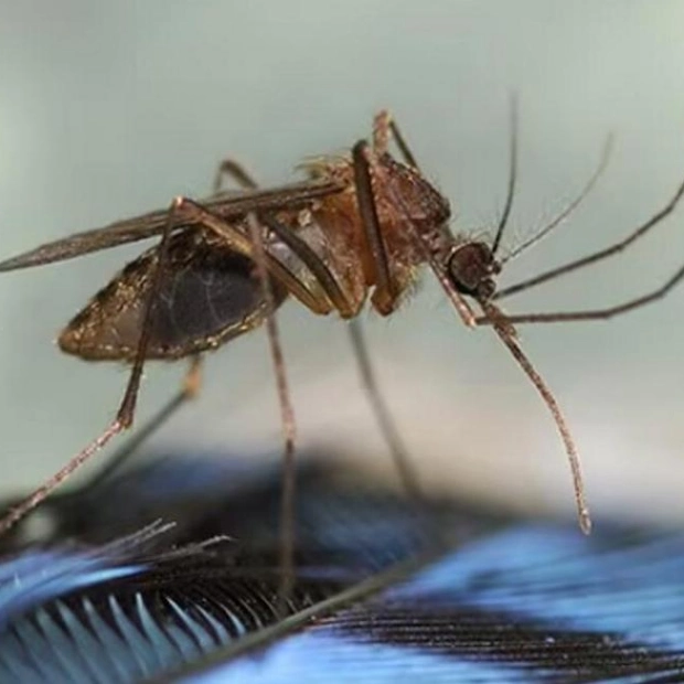 New Hampshire Reports Death from Rare Mosquito-Borne EEE Virus