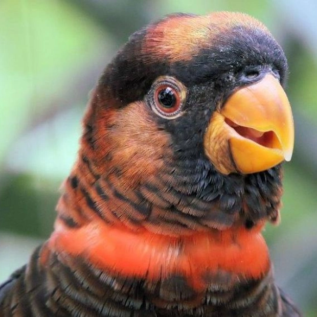 Enzyme Key to Parrot Feather Color Variation