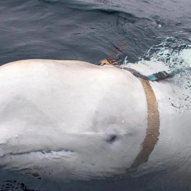 Norwegian Police Rule Out Foul Play in Beluga Whale's Death