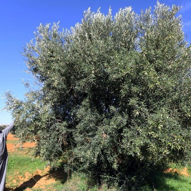 Al Dhaid University Launches Pesticide-Free Olive Honey Project