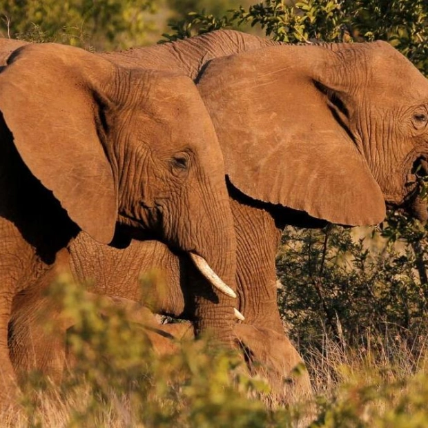 Spanish Tourist Killed by Elephant at South African Park