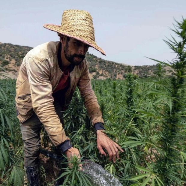 Morocco's Legal Cannabis Cultivation Impacts Illegal Trade