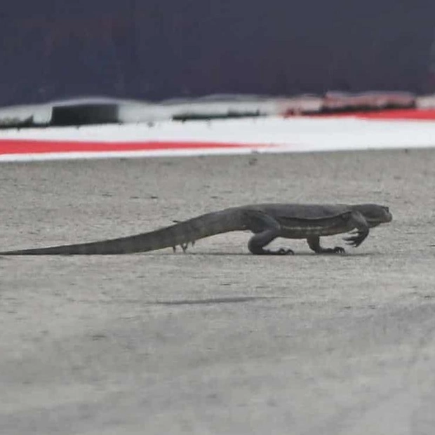 Lizard Halts Singapore Grand Prix Practice